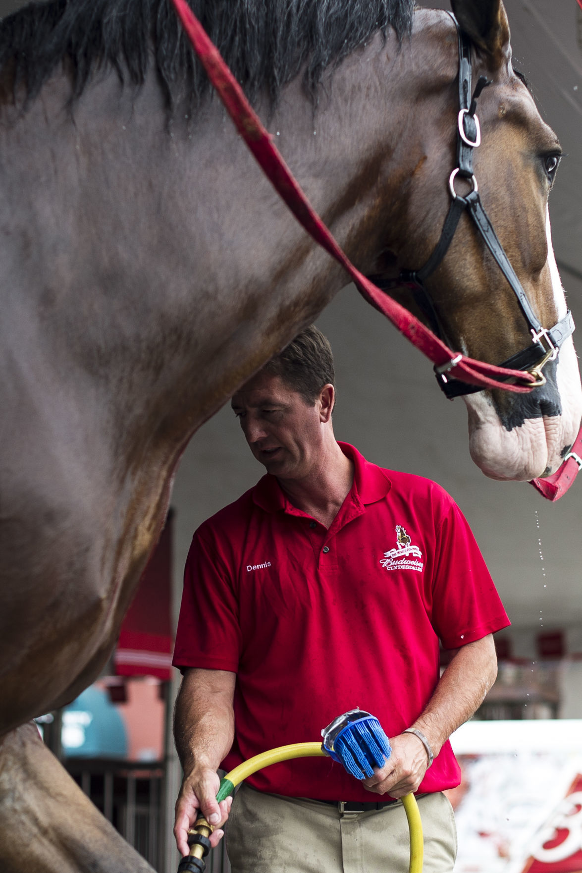 Budweiser Clydesdales 05